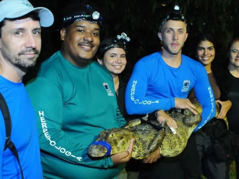UFRPE desenvolve pesquisa sobre jacarés-de-papo-amarelo no Açude de Apipucos
