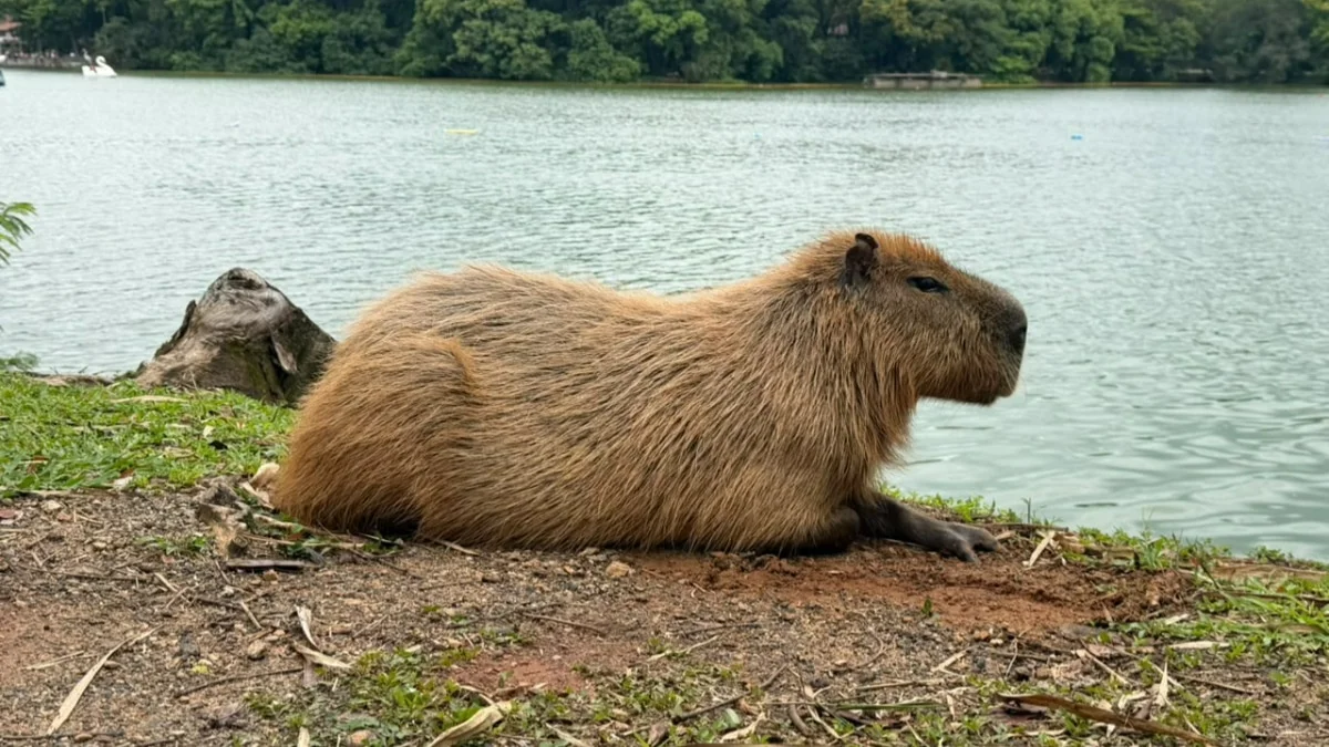 Capivaras ‘loiras’ são flagradas em Campinas; o que explica o visual?
